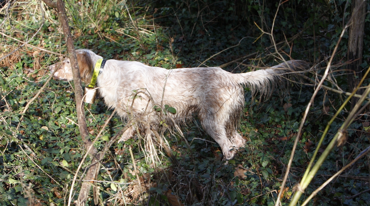 Cani da ferma: prova su beccacce a La Spezia Cani da ferma: prova su beccacce a La Spezia