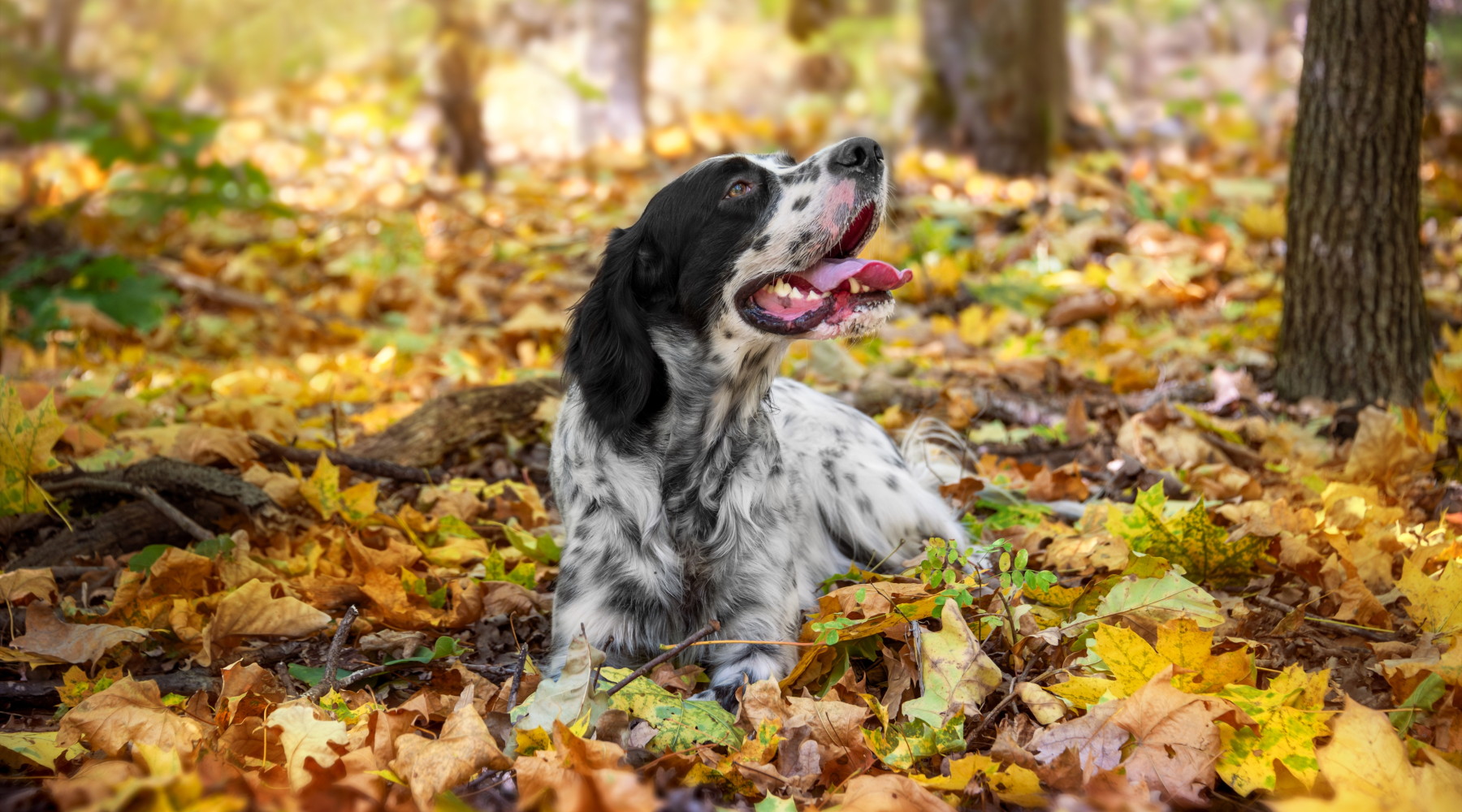 Ddl sul maltrattamento animale, riprende l’esame in commissione Ddl sul maltrattamento animale, riprende l’esame in commissione: setter da caccia nel bosco in autunno