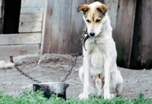 In Toscana vietato tenere cani legati alla catena In Toscana vietato tenere cani legati alla catena