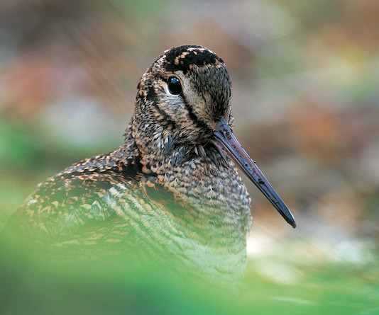 La cultura della caccia racconta la bellezza della natura La cultura della caccia racconta la bellezza della natura: beccaccia