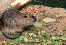 Legge sulla fauna selvatica, maggioranza respinge emendamento su topi e nutrie Legge sulla fauna selvatica, maggioranza respinge emendamento 5 Stelle su specie protette: nutria