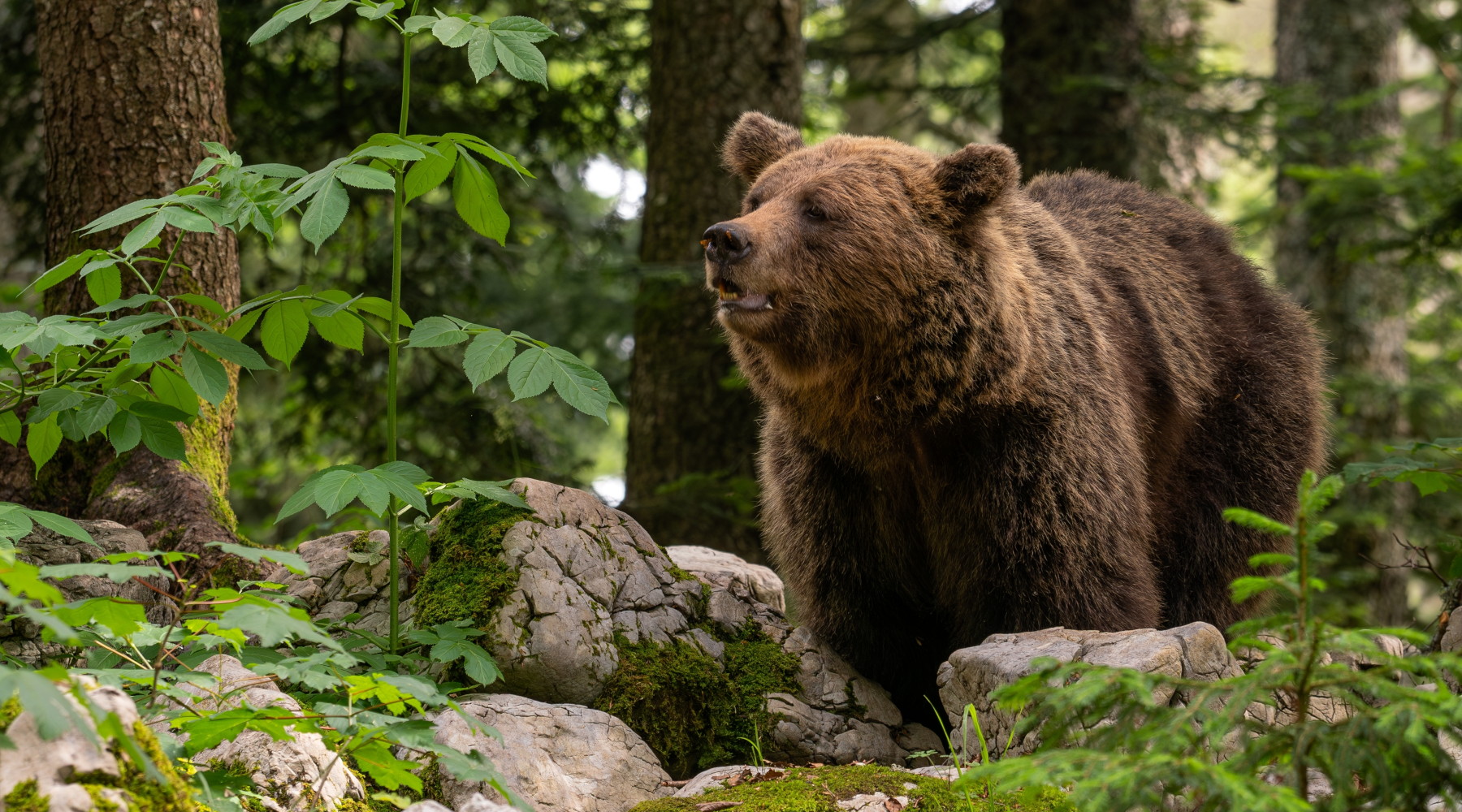 Modificata legge sulla gestione dell’orso in Trentino Modificata legge sulla gestione dell’orso in Trentino