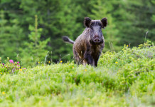 Nominati tre subcommissari alla peste suina africana Nominati tre subcommissari alla peste suina africana: cinghiale nella foresta