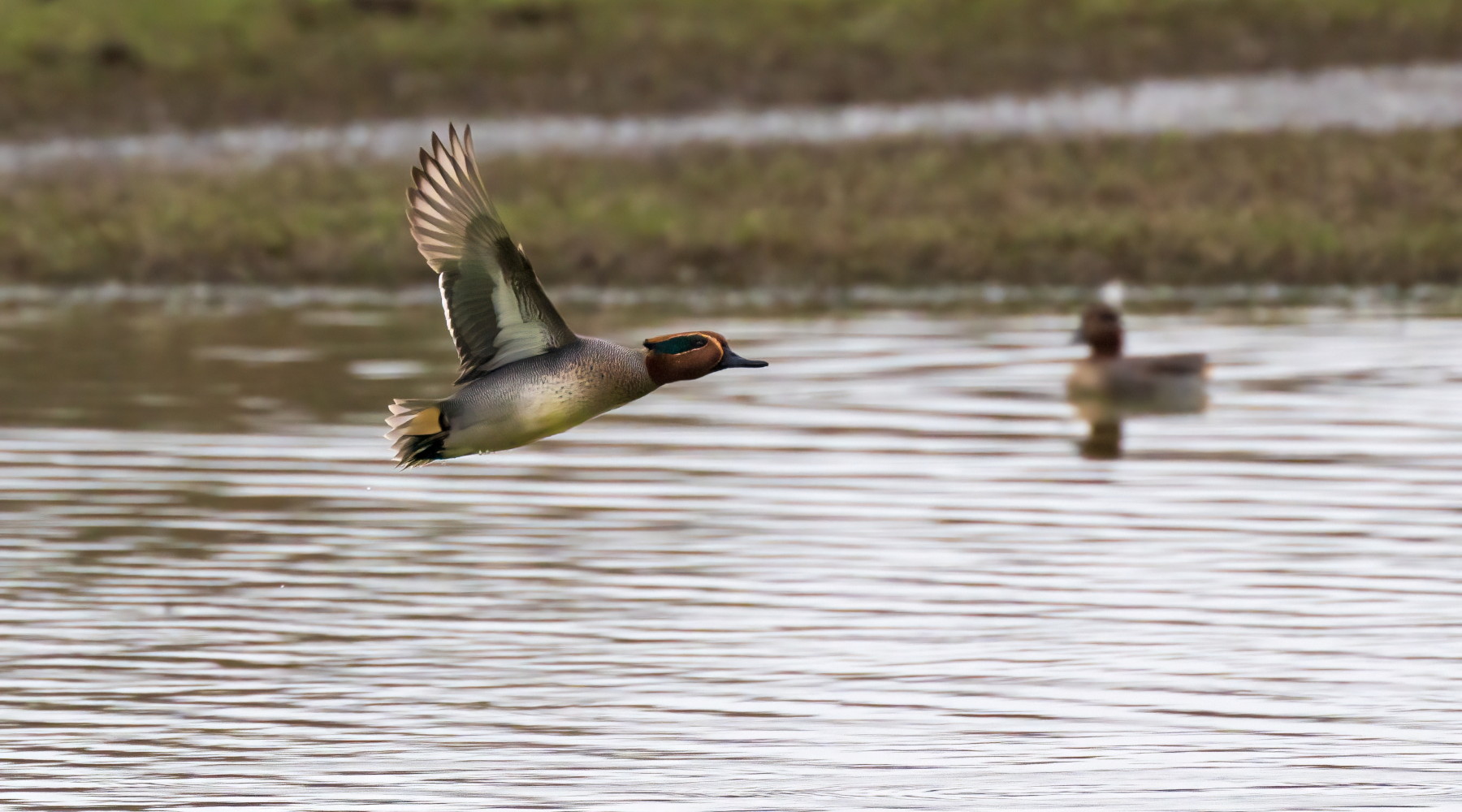 Telemetria satellitare e calendari venatori: venerdì un convegno Telemetria satellitare e calendari venatori: venerdì un convegno - alzavola (Anas crecca, eurasian teal) in volo