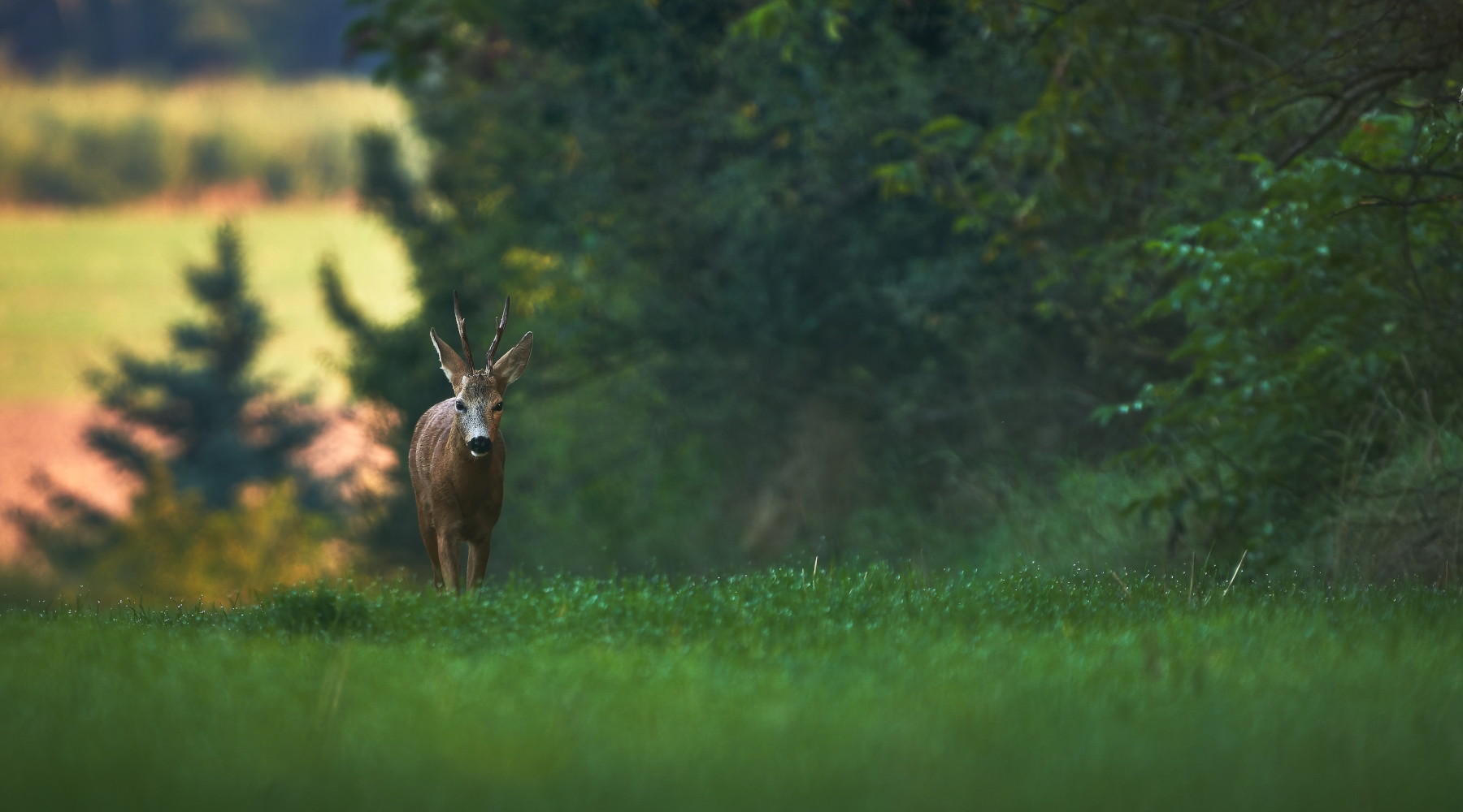 Definite date per la caccia di selezione in Umbria nella stagione 2024/2025 Definite date per la caccia di selezione in Umbria nella stagione 2024/2025: capriolo nel bosco, visto frontalmente