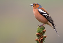 Lombardia chiede caccia in deroga e riapertura dei roccoli Lombardia chiede caccia in deroga e riapertura dei roccoli (fringuello, male chaffinch, fringilla coelebs)