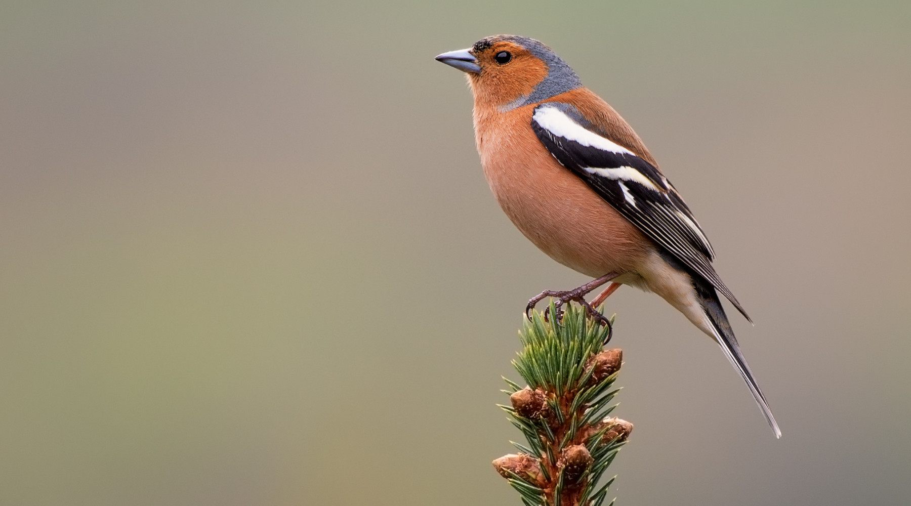 Lombardia chiede caccia in deroga e riapertura dei roccoli Lombardia chiede caccia in deroga e riapertura dei roccoli (fringuello, male chaffinch, fringilla coelebs)