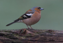 Ruolo dell’Ispra e caccia in deroga, s’attiva un’altra Regione Ruolo dell’Ispra e caccia in deroga, s’attiva un’altra Regione: fringuello (chaffinch, Fringilla coelebs)