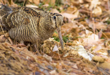 Sondaggio Face sulla percezione della caccia in Europa Sondaggio Face sulla percezione della caccia in Europa: beccaccia in ambiente autunnale