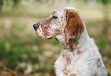 Un villaggio per i cani a Caccia Village 2024 Un villaggio per i cani a Caccia Village: setter inglese bianco-arancio