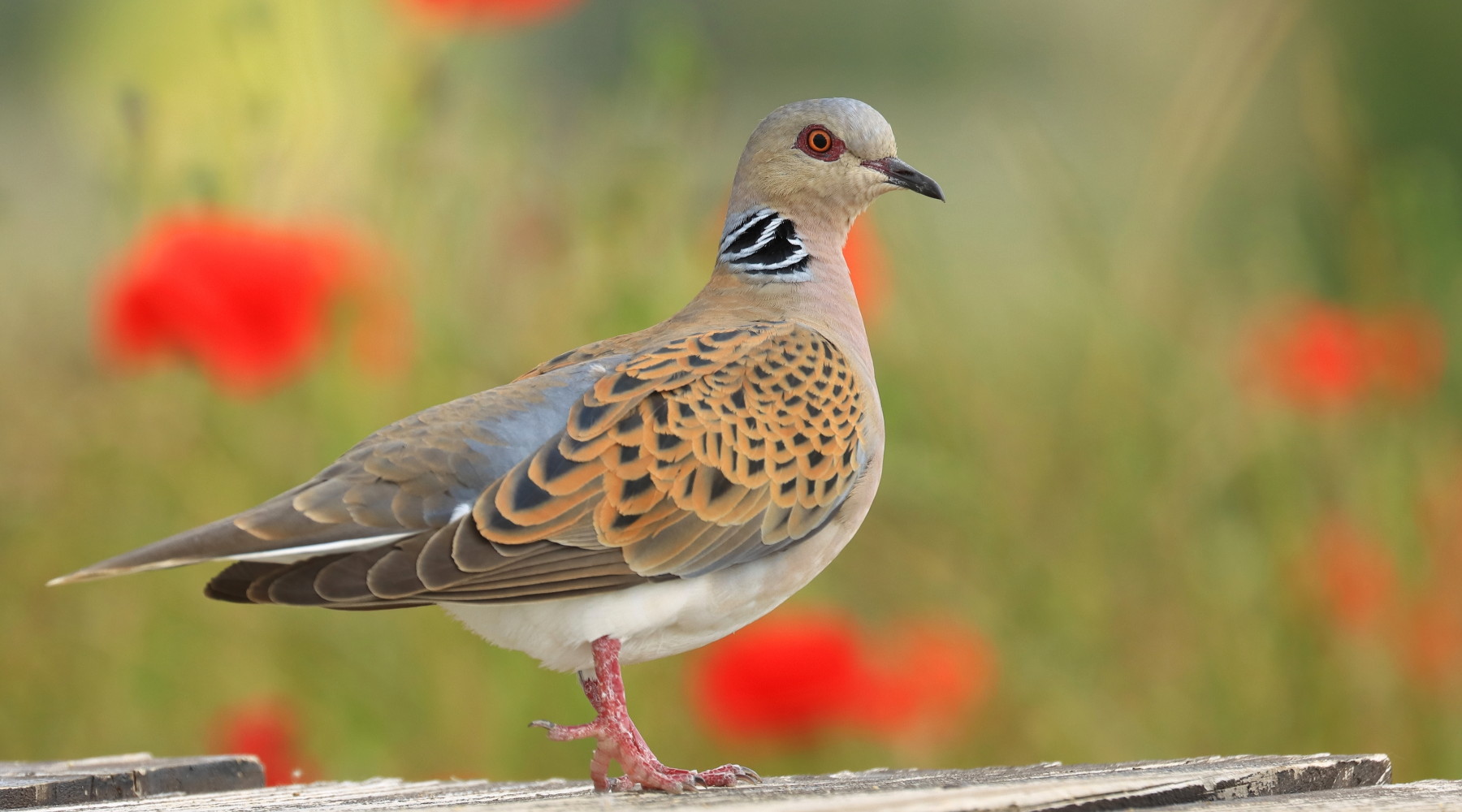 Approvato il calendario venatorio delle Marche 2024/2025: due specie in più Approvato il calendario venatorio delle Marche 2024/2025: due specie in più - tortora