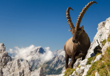 Caccia allo stambecco, mozione della Lega Valle d’Aosta
