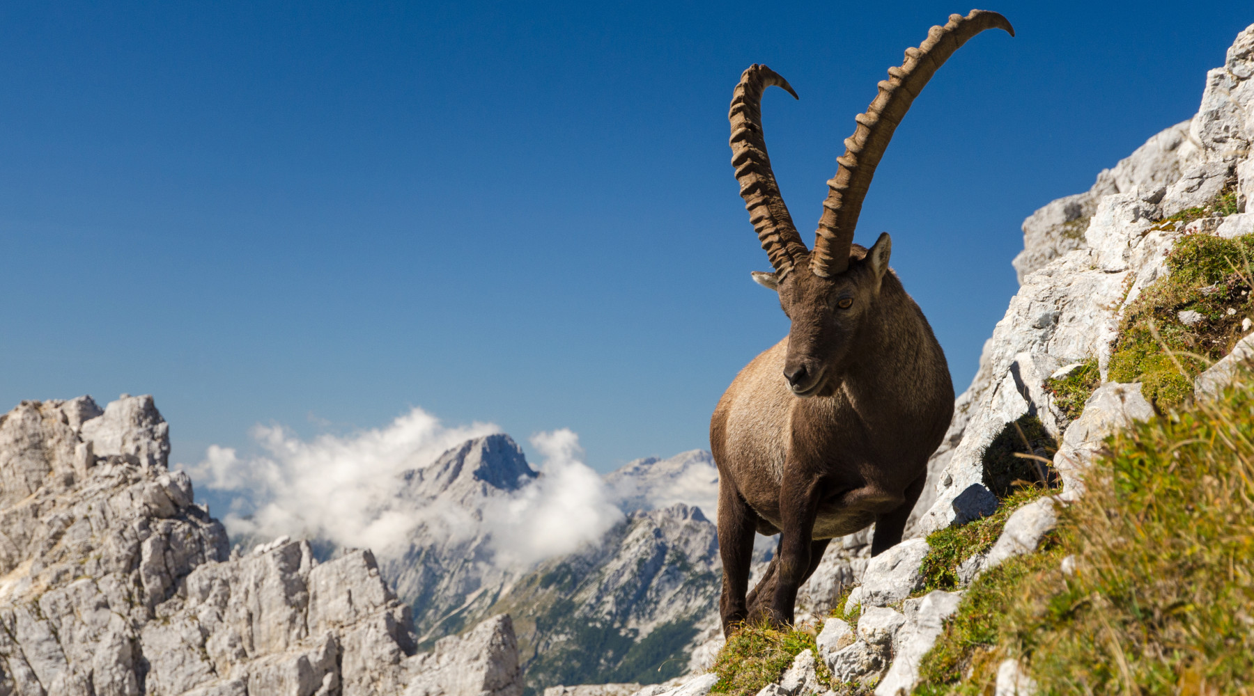 Caccia allo stambecco, mozione della Lega Valle d’Aosta