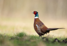 Cessione di fauna selvatica, Agrivenatoria biodiversitalia: «Iva agevolata» Cessione di fauna selvatica, Agrivenatoria biodiversitalia: «Iva agevolata»: fagiano