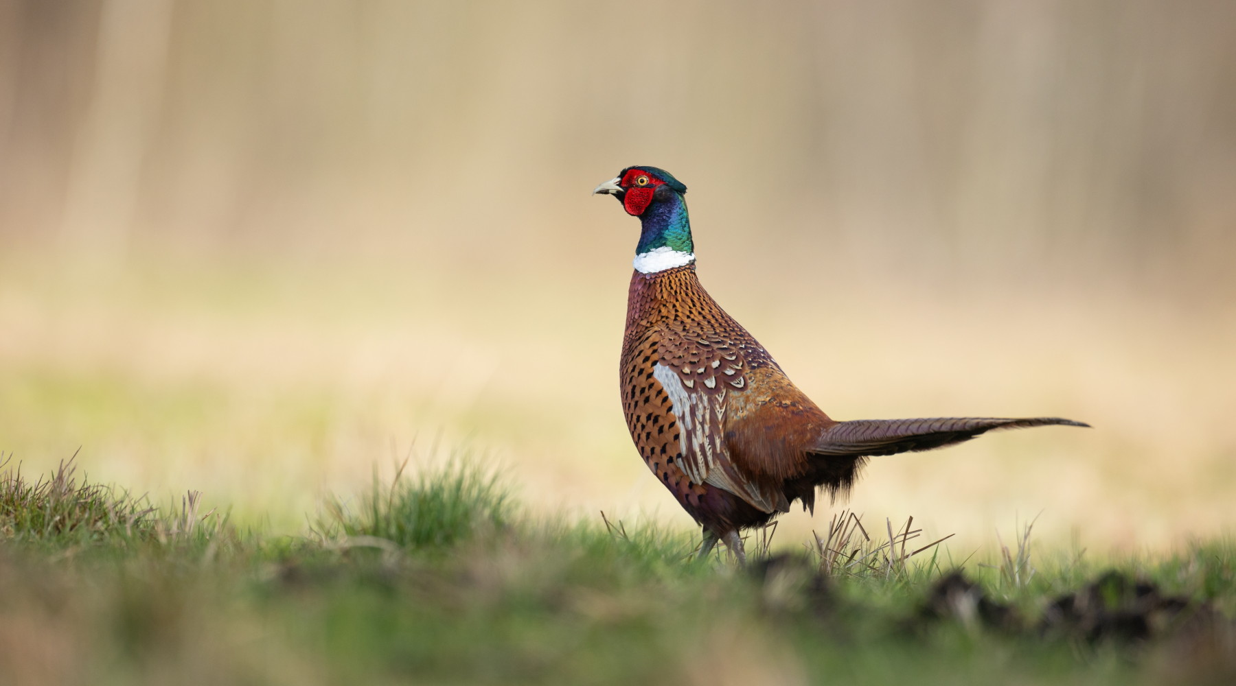 Cessione di fauna selvatica, Agrivenatoria biodiversitalia: «Iva agevolata» Cessione di fauna selvatica, Agrivenatoria biodiversitalia: «Iva agevolata»: fagiano