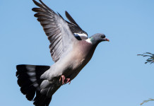 I dettagli del calendario venatorio della Liguria 2024/2025 I dettagli del calendario venatorio della Liguria 2024/2025: colombaccio (columba palumbus) in volo