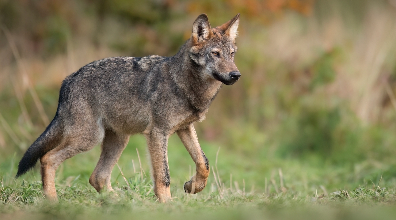 La conservazione della fauna tra scienza e società La conservazione della fauna tra scienza e società: lupo