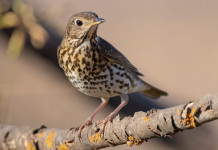 Richiami vivi in Lombardia, interpellanza 5 Stelle al governo Richiami vivi in Lombardia, interpellanza 5 Stelle al governo: tordo bottaccio (turdus philomelos, song thrush)