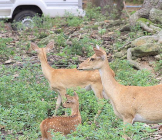 Corso Conarmi su recupero e cattura della fauna selvatica Corso Conarmi su recupero e cattura della fauna selvatica: tre caprioli e ambulanza per animali