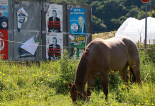 Elezioni europee, ventidue adesioni in più al manifesto della cabina di regia del mondo venatorio Elezioni europee, venti adesioni in più al manifesto della cabina di regia del mondo venatorio: cavallo davanti a manifesto elettorale per elezioni europee 2024