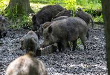 Fontana firma nuova ordinanza sul contrasto alla peste suina africana in Lombardia Fontana firma nuova ordinanza sul contrasto alla peste suina africana in Lombardia