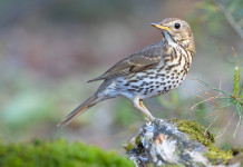 Improcedibile il ricorso sul calendario venatorio della Campania Improcedibile il ricorso sul calendario venatorio della Campania: tordo bottaccio (turdus philomelos, song thrush)