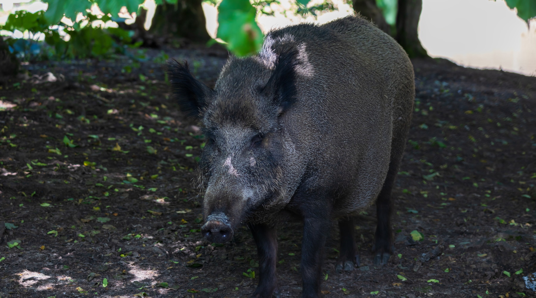 Interrogazione Pd sul piano straordinario per la gestione della fauna selvatica Interrogazione Pd sul piano straordinario per la gestione della fauna selvatica: cinghiale nel bosco