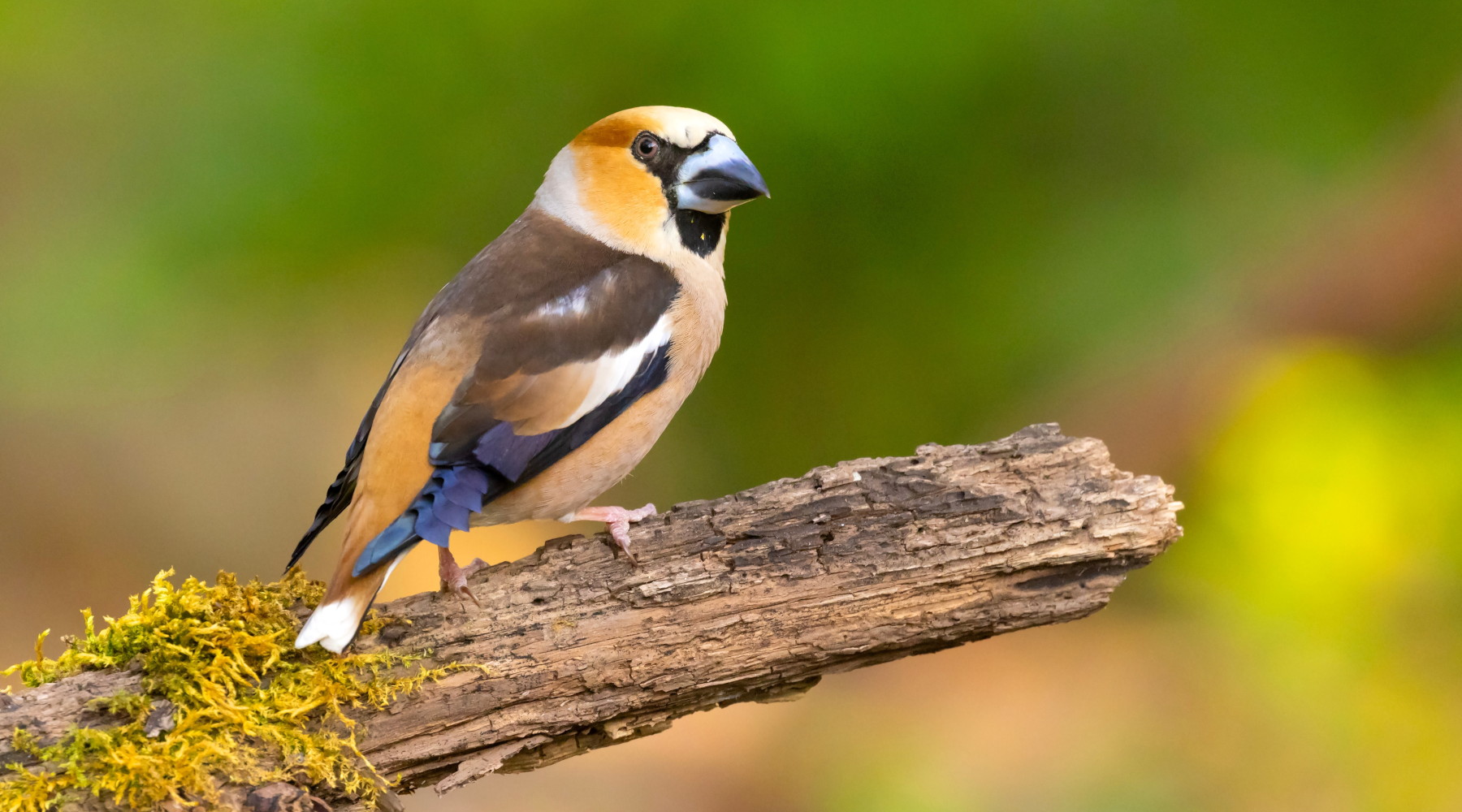 Piccole quantità per caccia in deroga, ministero convoca vertici Ispra Piccole quantità per caccia in deroga, ministero convoca vertici Ispra: frosone (hawfinch,(Coccothraustes coccothraustes)