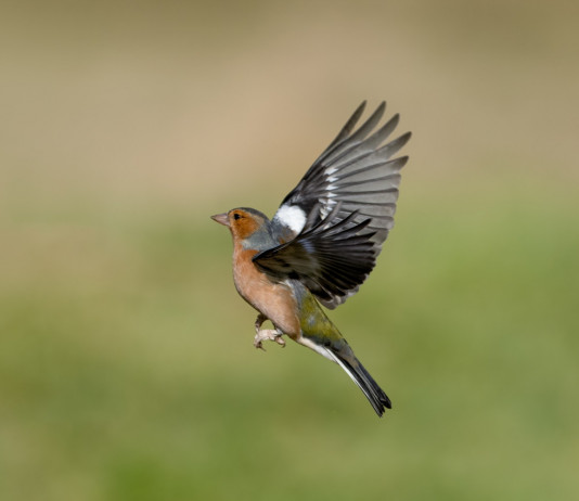 Piccole quantità per la caccia in deroga, Bruzzone chiede commissariamento Ispra Piccole quantità per la caccia in deroga, Bruzzone chiede commissariamento Ispra: fringuello (fringilla coelebs, common chaffinch) in volo