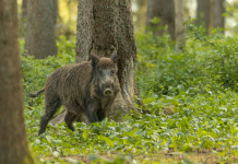 Quanti cinghiali abbattuti in Emilia Romagna nell’ultimo quadrimestre? Quanti cinghiali abbattuti in Emilia Romagna nell’ultimo quadrimestre? cinghiale nella foresta