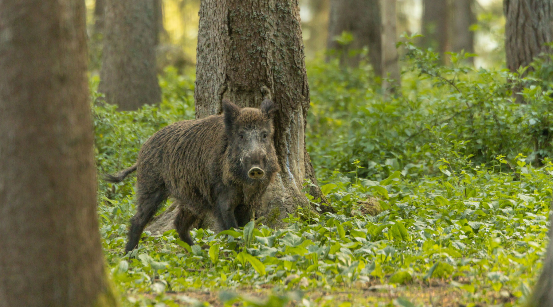 Quanti cinghiali abbattuti in Emilia Romagna nell’ultimo quadrimestre? Quanti cinghiali abbattuti in Emilia Romagna nell’ultimo quadrimestre? cinghiale nella foresta