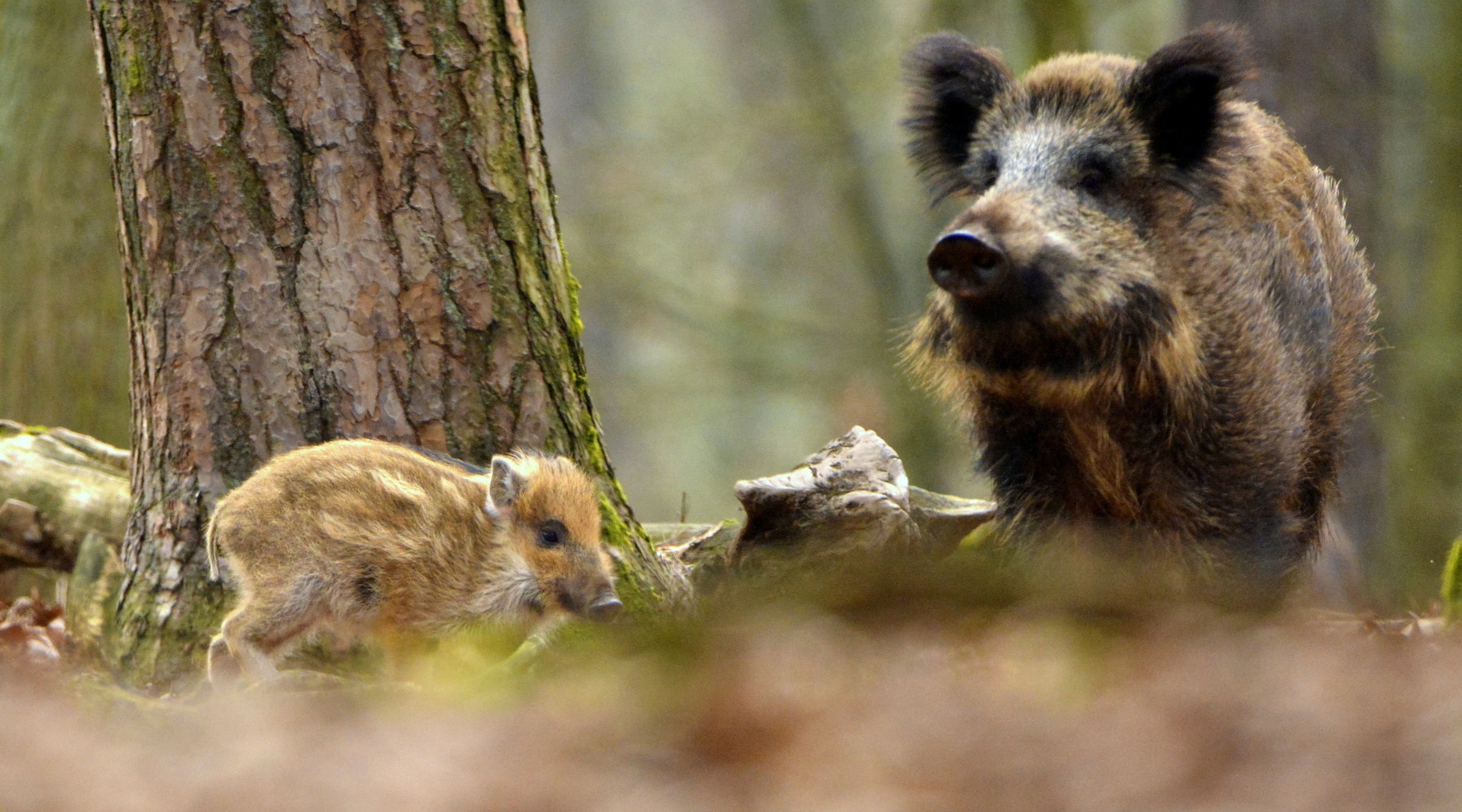 Approvato il calendario venatorio della Toscana 2024/2025 Approvato il calendario venatorio della Toscana 2024/2025: cinghiale femmina con piccoli nel bosco