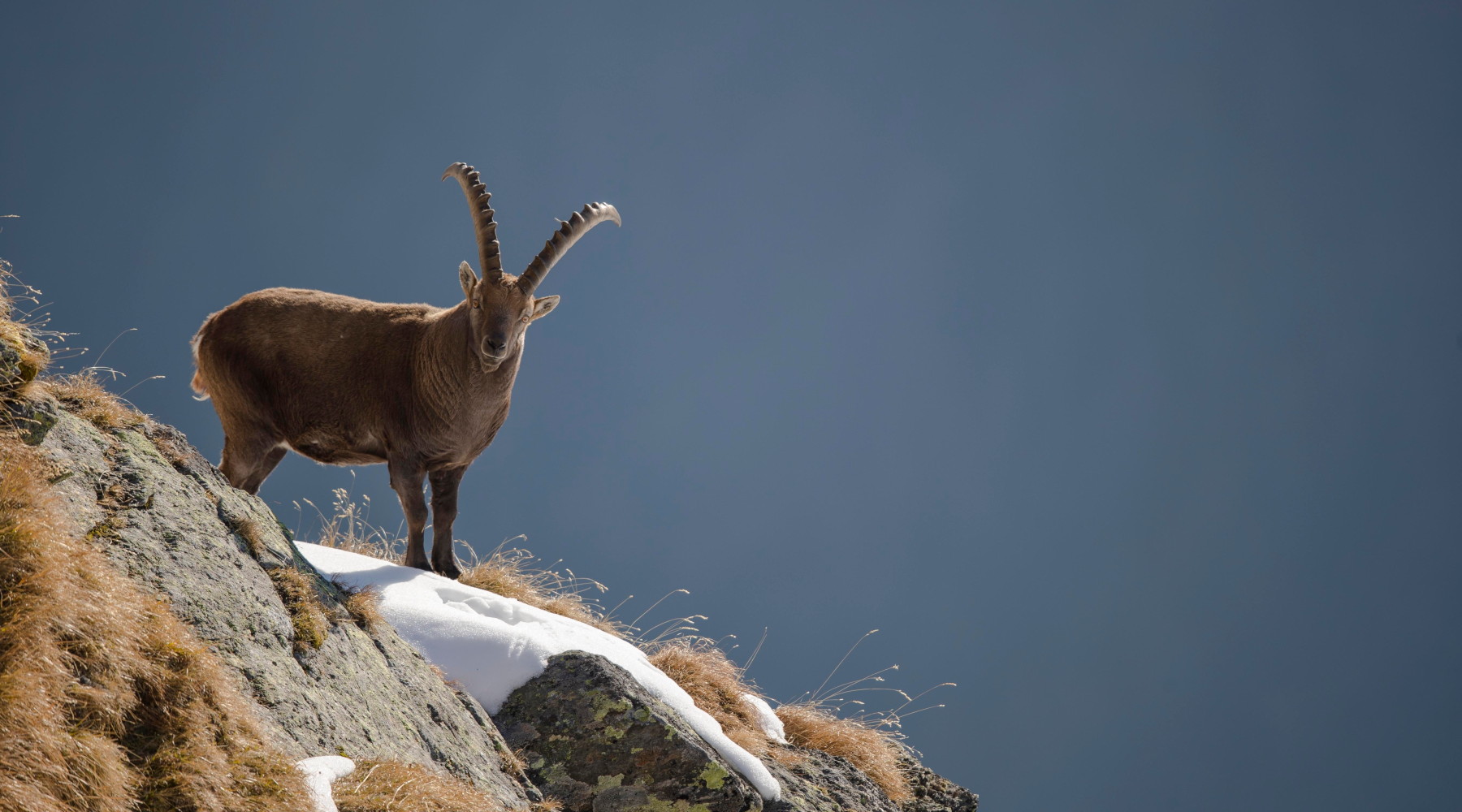 Approvato ordine del giorno su inserimento dello stambecco tra le specie cacciabili Approvato ordine del giorno su inserimento dello stambecco tra le specie cacciabili