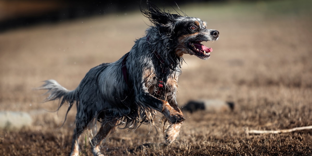 Cani e monitoraggi faunistici: un tema sentito Cani e monitoraggi faunistici: un tema sentito - setter inglese in corsa