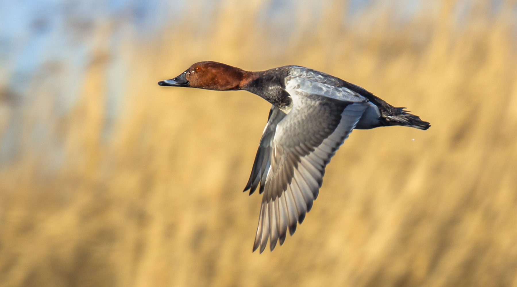 Commissione europea invita a ridurre prelievo di quattro specie di uccelli acquatici Commissione europea invita a ridurre prelievo di quattro specie di uccelli acquatici: Common pochard (Aythya ferina), moriglione in volo