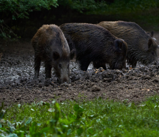 Federcaccia Toscana contro le novità sulla caccia al cinghiale Federcaccia Toscana contro le novità sulla caccia al cinghiale