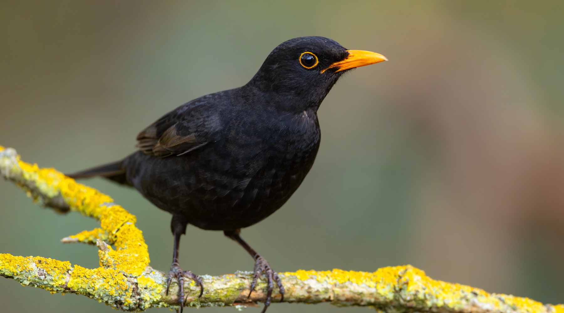 Federcaccia critica su due passaggi della riforma della legge sulla caccia in Lombardia Federcaccia critica su due passaggi della riforma della legge sulla caccia in Lombardia: merlo (Turdus merula)
