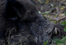 Si allunga la stagione di caccia al cinghiale nelle Marche Si allunga la stagione di caccia al cinghiale nelle Marche: cinghiale