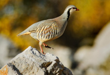 Approvato il calendario venatorio dell’Abruzzo Approvato il calendario venatorio dell’Abruzzo: coturnice (rock partridge)