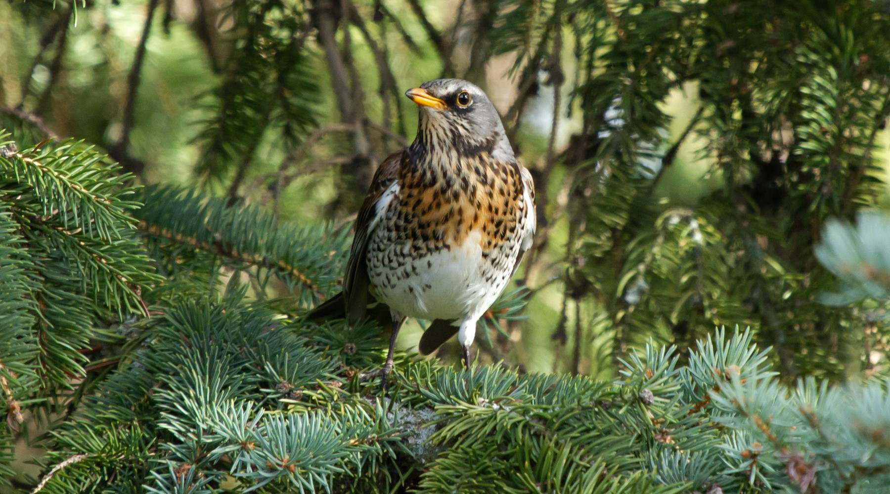 Federcaccia Lombardia teme un settembre complicato Federcaccia Lombardia teme un settembre complicato: cesena (Turdus pilaris), fieldfare