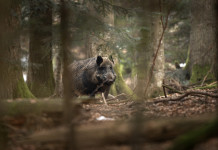 Ordinanza per il contenimento della peste suina africana in Toscana Giani firma ordinanza per il contenimento della peste suina africana in Toscana: cinghiale nel bosco