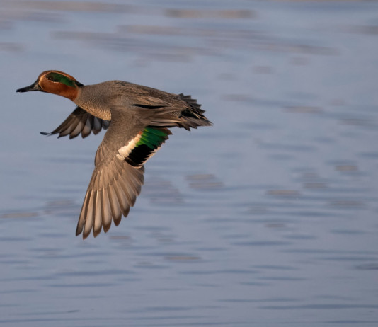 I dettagli del calendario venatorio del Molise I dettagli del calendario venatorio del Molise 2024 2025: alzavola (Anas crecca, eurasian teal) in volo