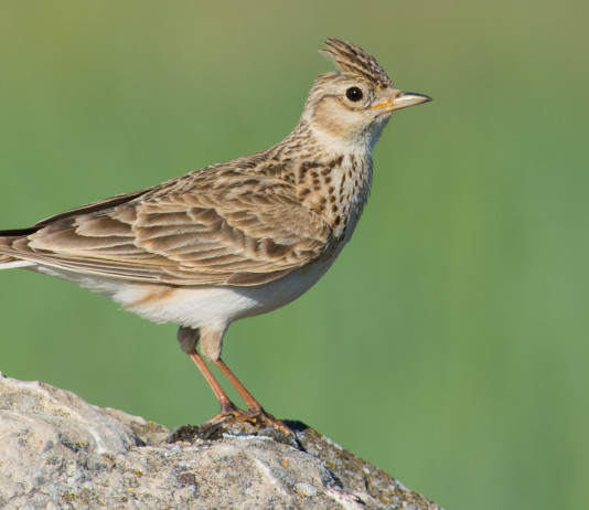 Il riepilogo del calendario venatorio delle Marche Il riepilogo del calendario venatorio delle Marche 2024/2025: allodola (Alauda arvensis, eurasian skylark)