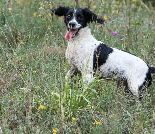 Dall’inglese allo spaniel: gli anelli della catena Dall’inglese allo spaniel gli anelli della catena