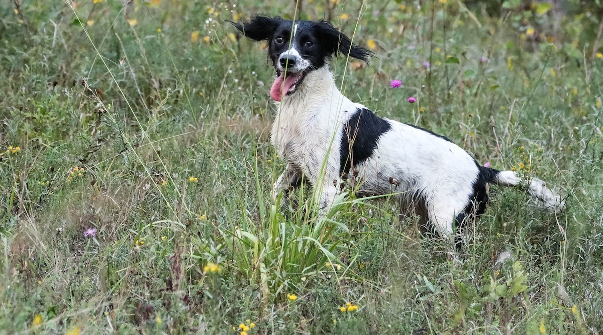 Dall’inglese allo spaniel gli anelli della catena Dall’inglese allo spaniel gli anelli della catena