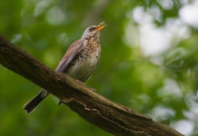 Riapre la caccia al tordo in Veneto Riapre la caccia al tordo in Veneto: cesena (turdus pilaris, fieldfare) su ramo