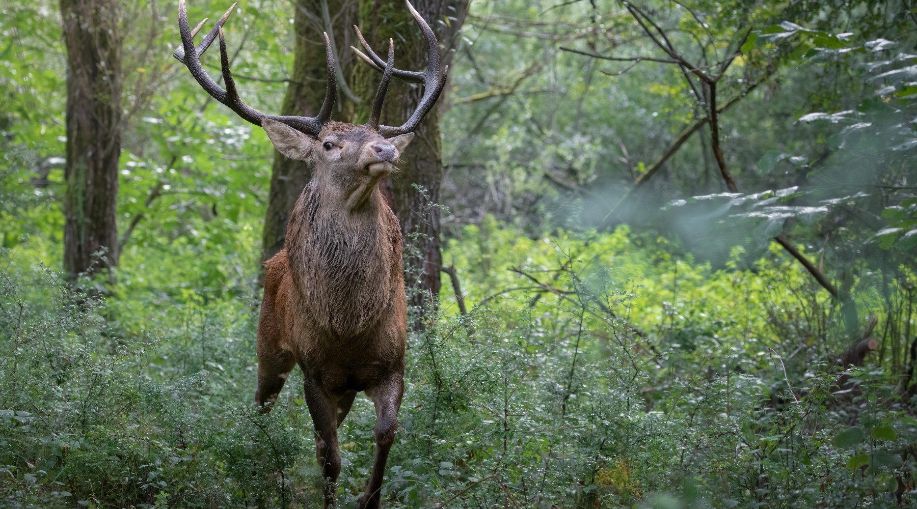Ricorso al Tar sulla caccia di selezione al cervo in Abruzzo