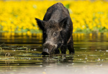 Arcicaccia Basilicata chiede deroghe per la caccia al cinghiale Arcicaccia Basilicata chiede deroghe per la caccia al cinghiale: cinghiale beve da specchio d'acqua