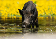 Deroga per la caccia al cinghiale in Calabria Deroga per la caccia al cinghiale in Calabria