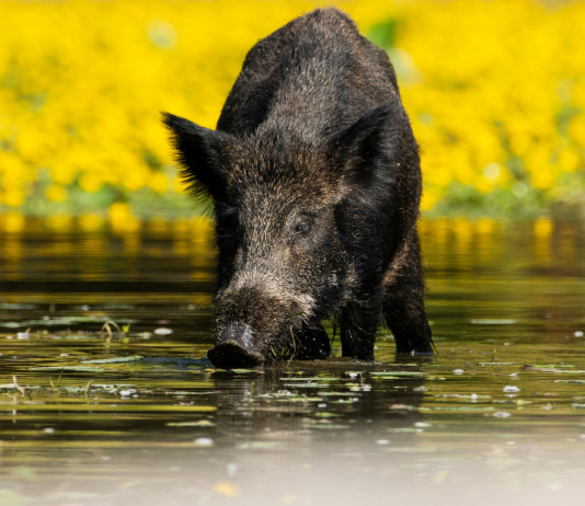 Deroga per la caccia al cinghiale in Calabria Deroga per la caccia al cinghiale in Calabria